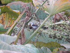 Fluvicola albiventer