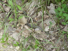 Thamnophis sirtalis semifasciatus