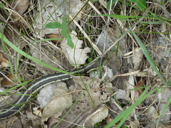 Thamnophis sirtalis semifasciatus