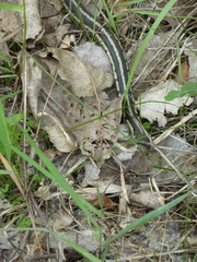 Thamnophis sirtalis semifasciatus