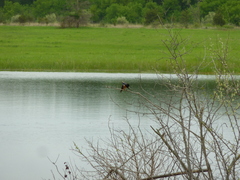 Thamnophis sirtalis semifasciatus