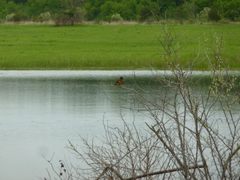 Thamnophis sirtalis semifasciatus