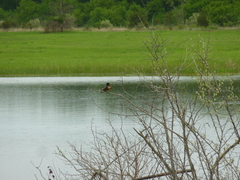 Thamnophis sirtalis semifasciatus