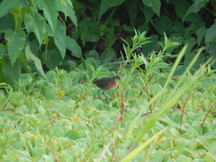 Laterallus melanophaius