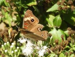 Junonia pacoma