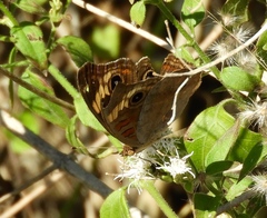 Junonia pacoma
