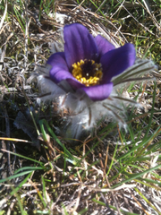 Pulsatilla montana