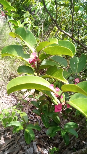 Tisonia coriacea image