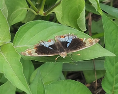 Junonia orithya