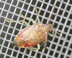 Podisus brevispinus