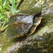Cochin Black Turtle - Photo (c) Jonathan Hakim, some rights reserved (CC BY-NC), uploaded by Jonathan Hakim