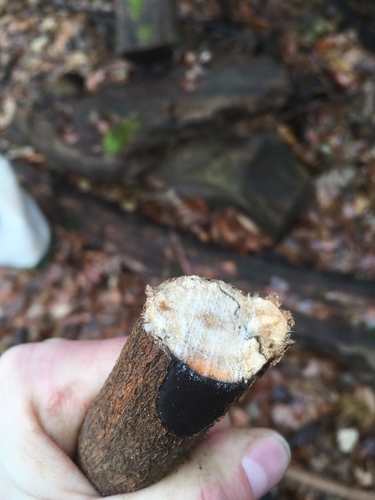 Hypoxylon tinctor image