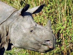 Rhinoceros unicornis