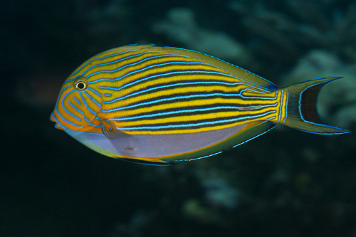 Striped Surgeonfish, photo 9 of 10