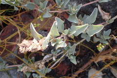 Atriplex maximowicziana