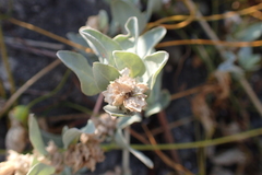 Atriplex maximowicziana