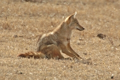 Canis lupaster bea