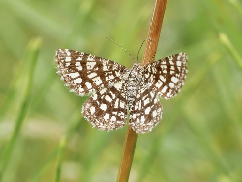 Latticed Heath photo 3