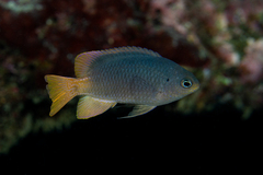 Greyback Damsel photo 3