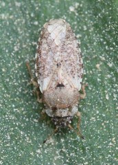Parapiesma cinereum