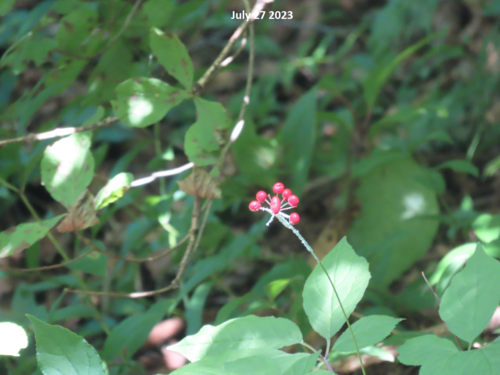 Foto de Ginseng