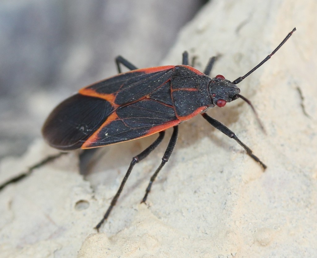 Eastern Boxelder Bug from Chesapeake and Ohio Canal Towpath, Potomac ...