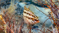 Five-Spotted Wrasse photo 4
