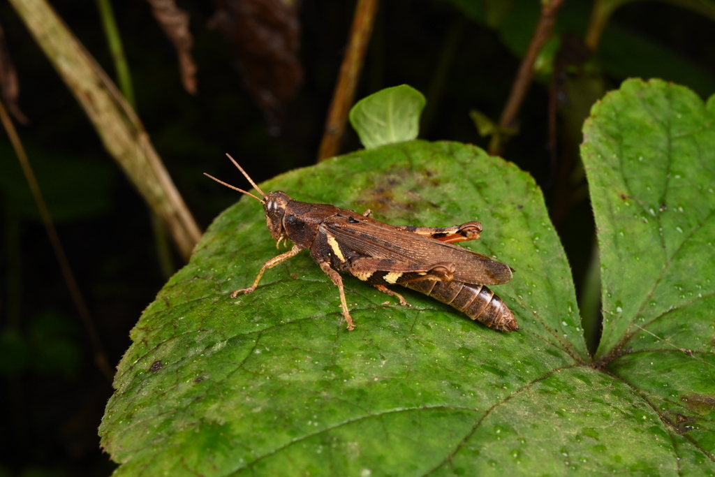Xenocatantops luteitibia