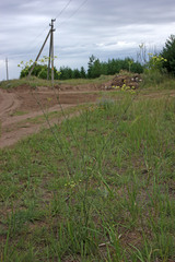 Peucedanum ruthenicum