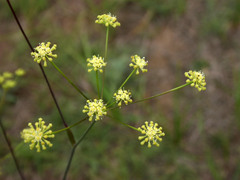 Peucedanum ruthenicum