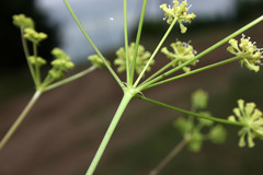 Peucedanum ruthenicum
