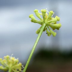 Peucedanum ruthenicum