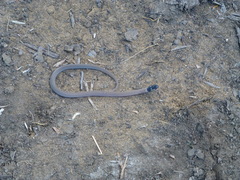 Aparallactus capensis