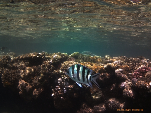 Scissortail Sergeant — seen at this dive site