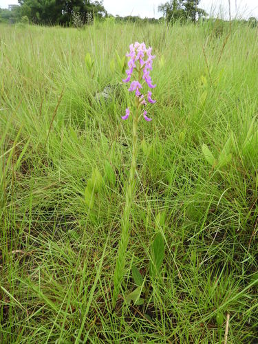 Brachycorythis pleistophylla image