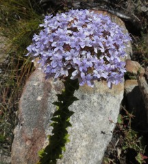 Pseudoselago serrata