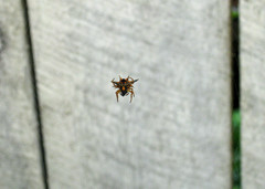 Gasteracanthinae