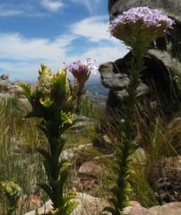 Pseudoselago serrata