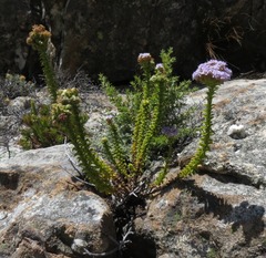 Pseudoselago serrata