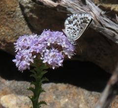 Lepidochrysops oreas junae