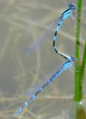 Enallagma carunculatum