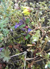 Crocidium multicaule