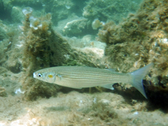 Golden Grey Mullet photo 4