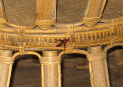 Rhynchium