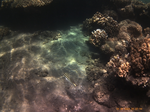 Arabian Monocle Bream — seen at this dive site