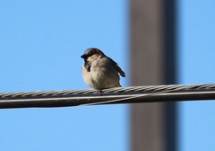 Passer domesticus