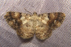 Psilalcis albibasis