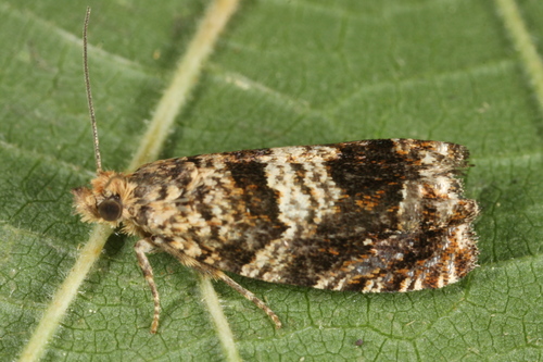 Epiblema hepaticana
