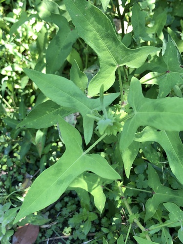 Persicaria maackiana iNat (1)