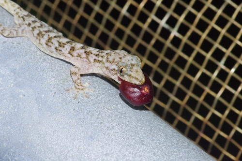 Kwangsi Gecko, Gekko hokouensis